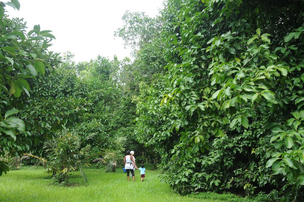 Wildwood Villa Cape Tribulation Exterior photo